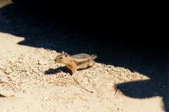 Wildlife