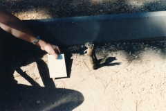 Wildlife checking out a postcard