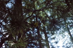Yellow bird in a tree