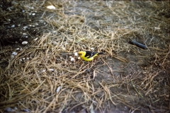 Yellow bird