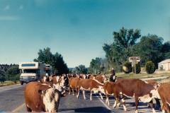 Cows on the highway