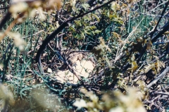 A horny toad!