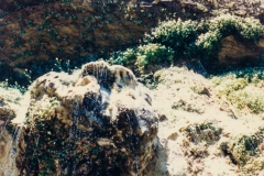 Weeping rock
