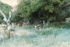 Antelope
