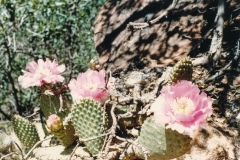 Cacti in bloom