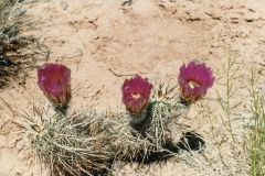 More blooming cacti