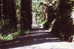 Blazer in the Redwoods