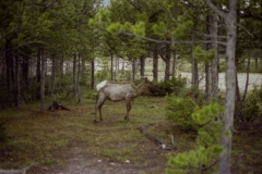 One of the inhabitants of Yellowstone, an elk
