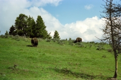 Buffalo or Bison, I don't remember which