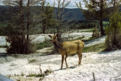 Elk at the hot springs, that's not snow