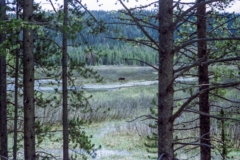 Long distance moose in the swamp