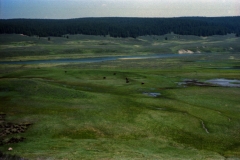 Bison of Buffalo (I still can't tell the difference) down onthe plains