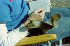 Jeff getting mugged by a squirrel because he wants more Chips Ahoy cookings